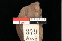 Foto (Detailansicht) von Poacites tenuis Ettingshausen (NHMW-GEO-2024-0188-0379)
